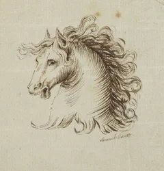 Testa di un cavallo